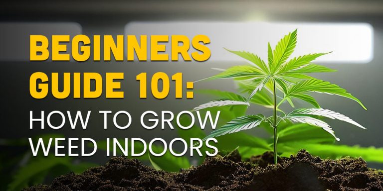 Beginners Guide 101 How To Grow Weed Indoors Crop King Seeds