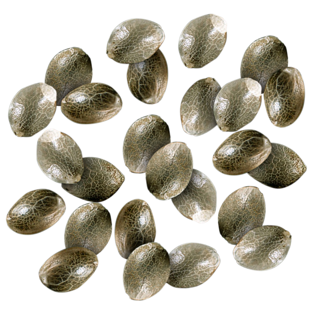 25 Seeds