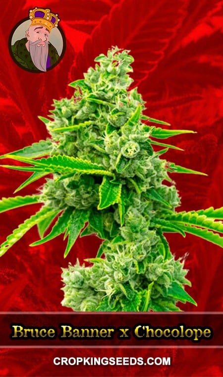 BUY Bruce Banner X Chocolope Feminized Marijuana Seeds