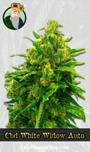 Buy Marijuana CBD Seeds - Crop King Seeds