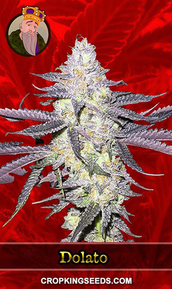 Buy Dolato King Feminized Seeds Crop Strain Marijuana | Seeds