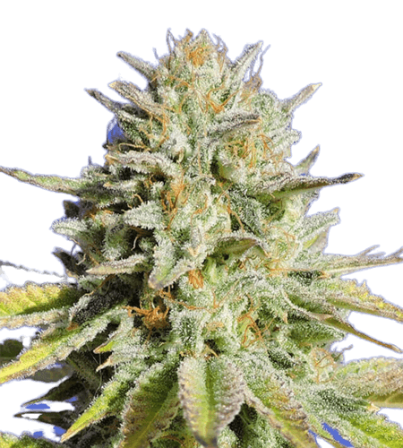 Buy Feminized Gorilla Glue #4 Marijuana Seeds | Crop King Seeds