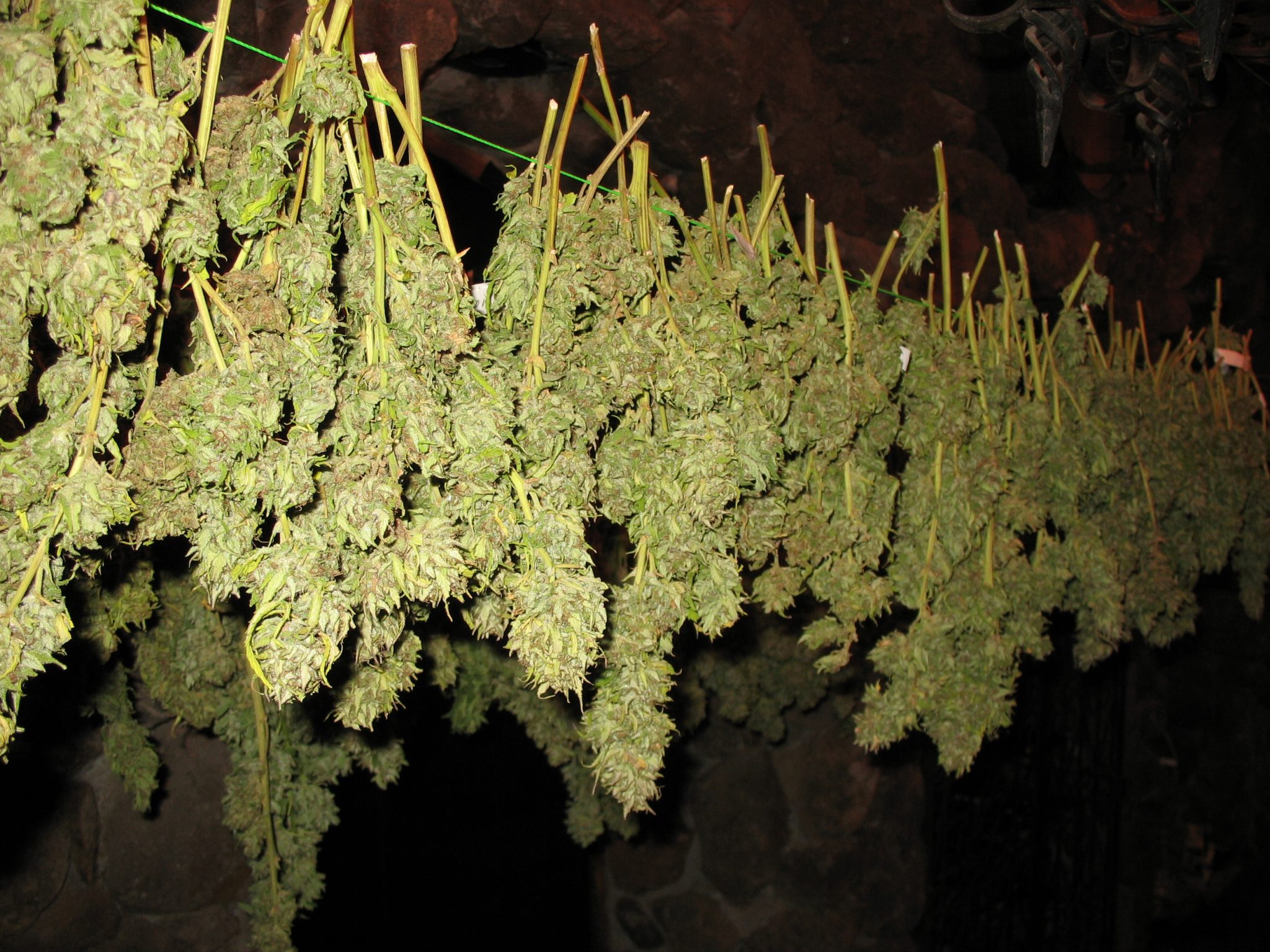 How To Dry Marijuana Buds The Right Way