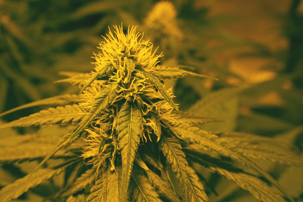 How to Grow Autoflower Marijuana Plants