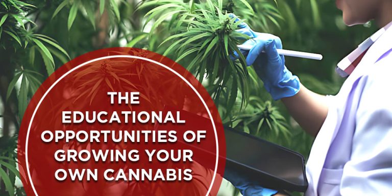 The Educational Opportunities Of Growing Your Own Cannabis Crop King Seeds 7302