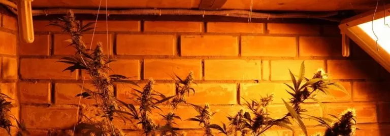 How To Choose The Right Location For Cannabis Cultivation Indoors 