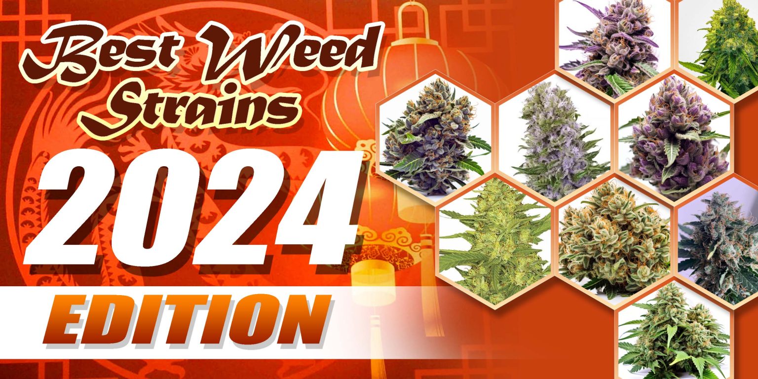 Best Weed Strains 2024 Edition Crop King Seeds   Best Weed Strains 2024 Edition 1536x768 