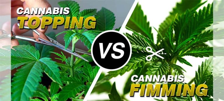 Cannabis Topping VS Fimming | Crop King Seeds