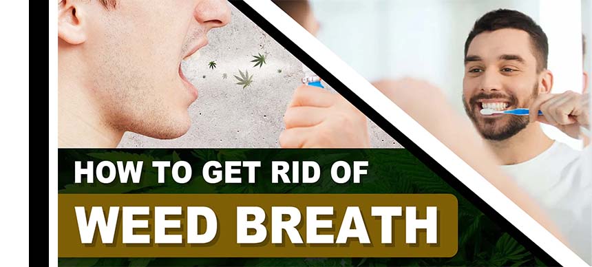 How to Get Rid of Weed Breath? | Crop King Seeds