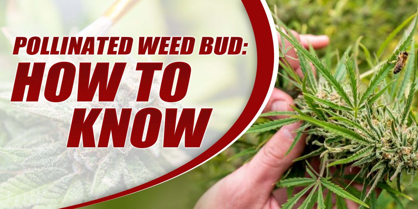 Pollinated Weed Bud: How To Know | Crop King Seeds