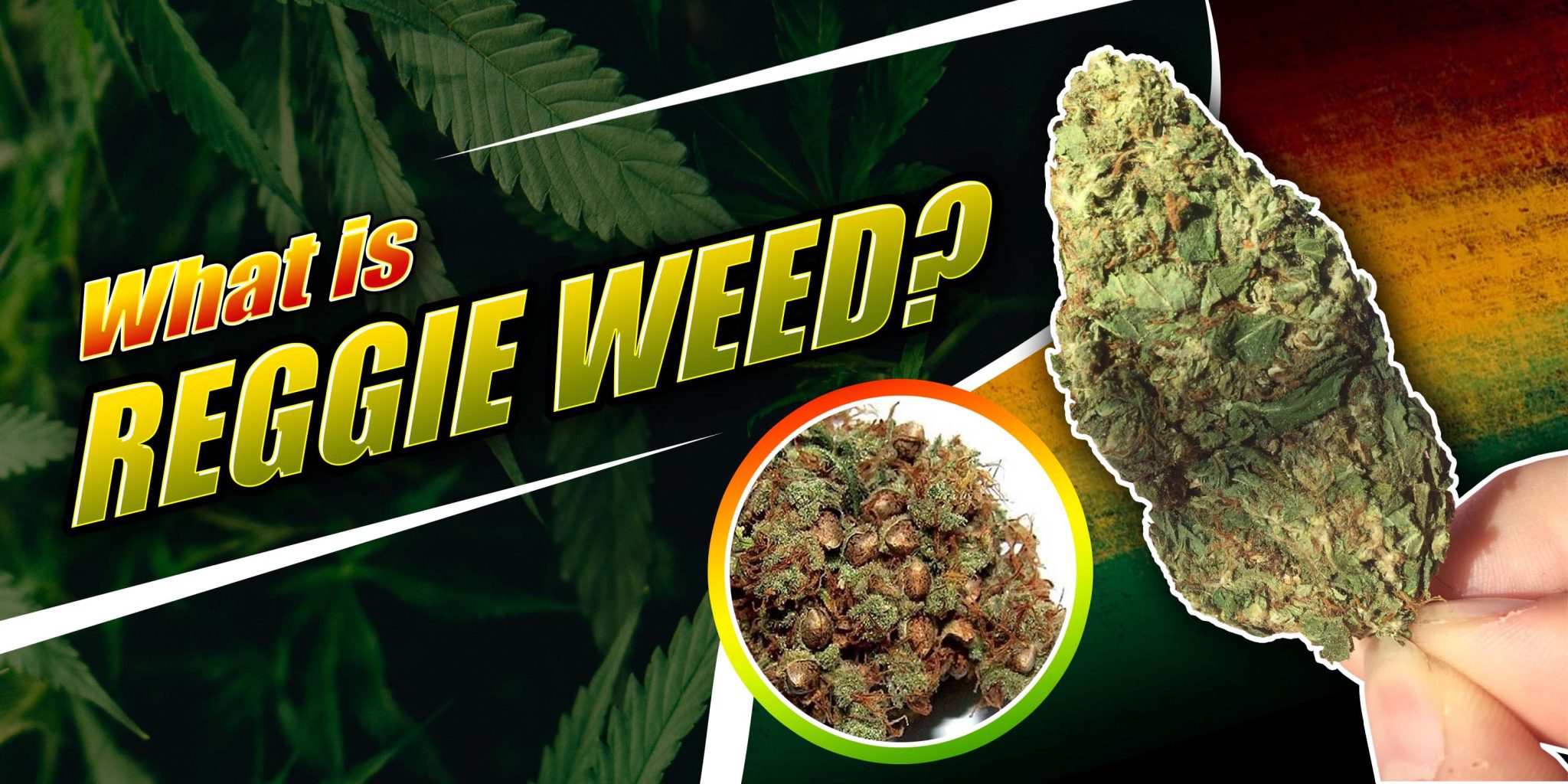 What is Reggie Weed? | Crop King Seeds