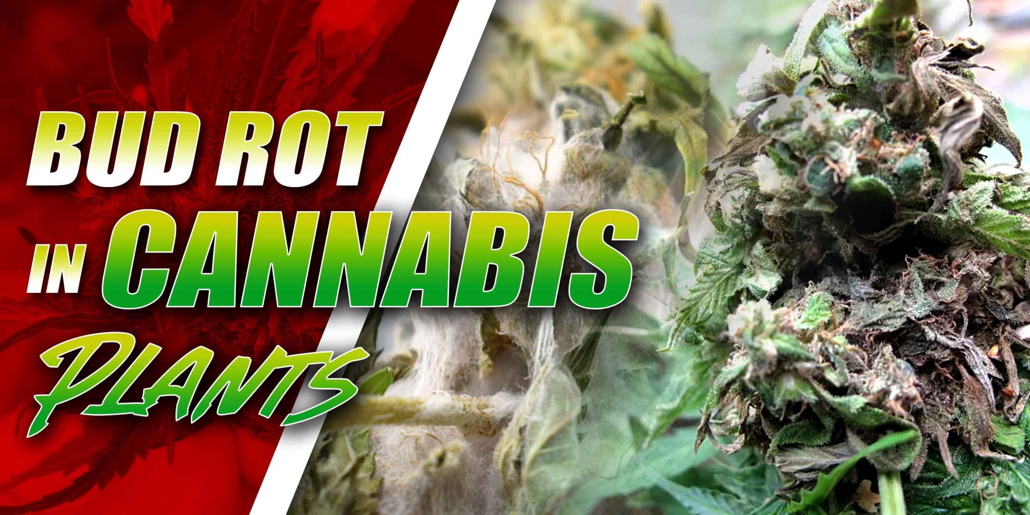 Bud Rot in Cannabis Plants | Crop King Seeds