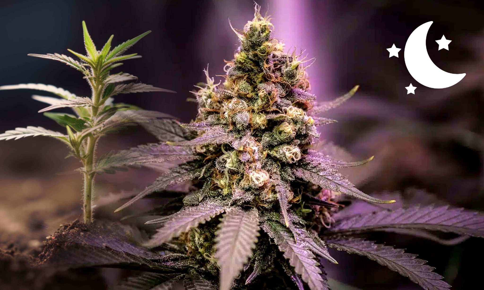 Autoflower Vs Photoperiod: Which Is Best? | Crop King Seeds