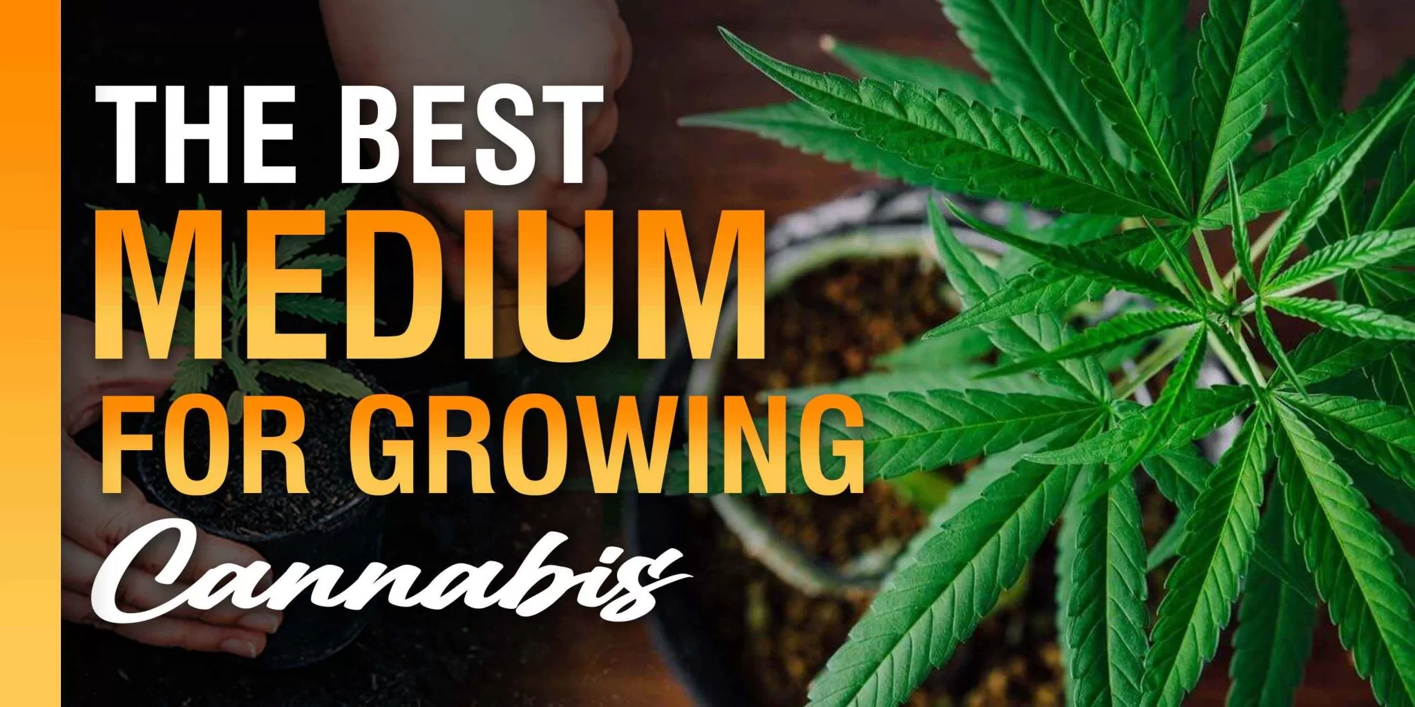 The Best Medium For Growing Cannabis | Crop King Seeds