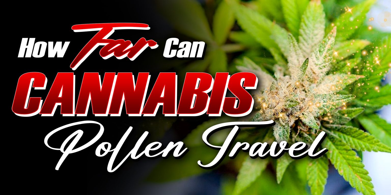 How Far Can Cannabis Pollen Travel | Crop King Seeds