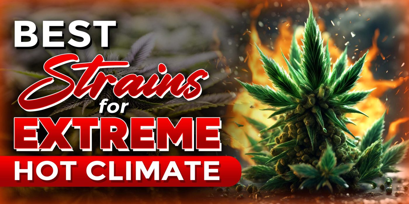 Best Strains For Extreme Hot Climate | Crop King Seeds