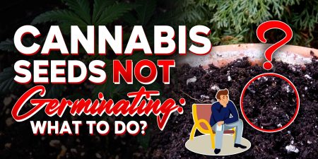 Cannabis Seeds Not Germinating
