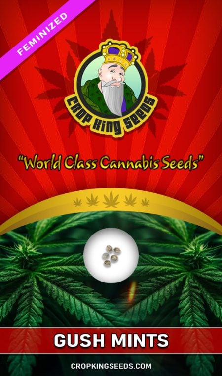 Buy Gush Mints Strain Feminized Marijuana Seeds | Crop King Seeds