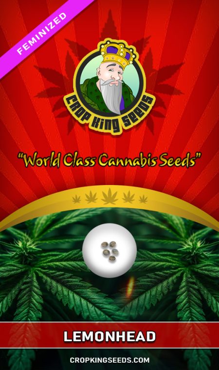 Buy Lemonhead Strain Feminized Marijuana Seeds | Crop King Seeds