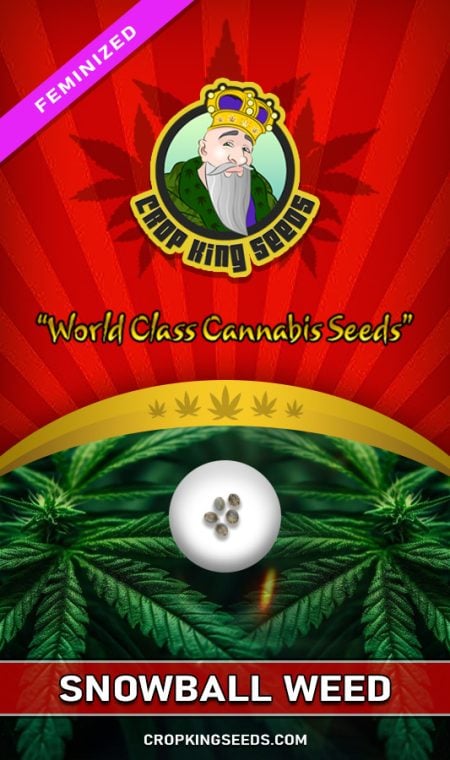 Snowball Weed Strain