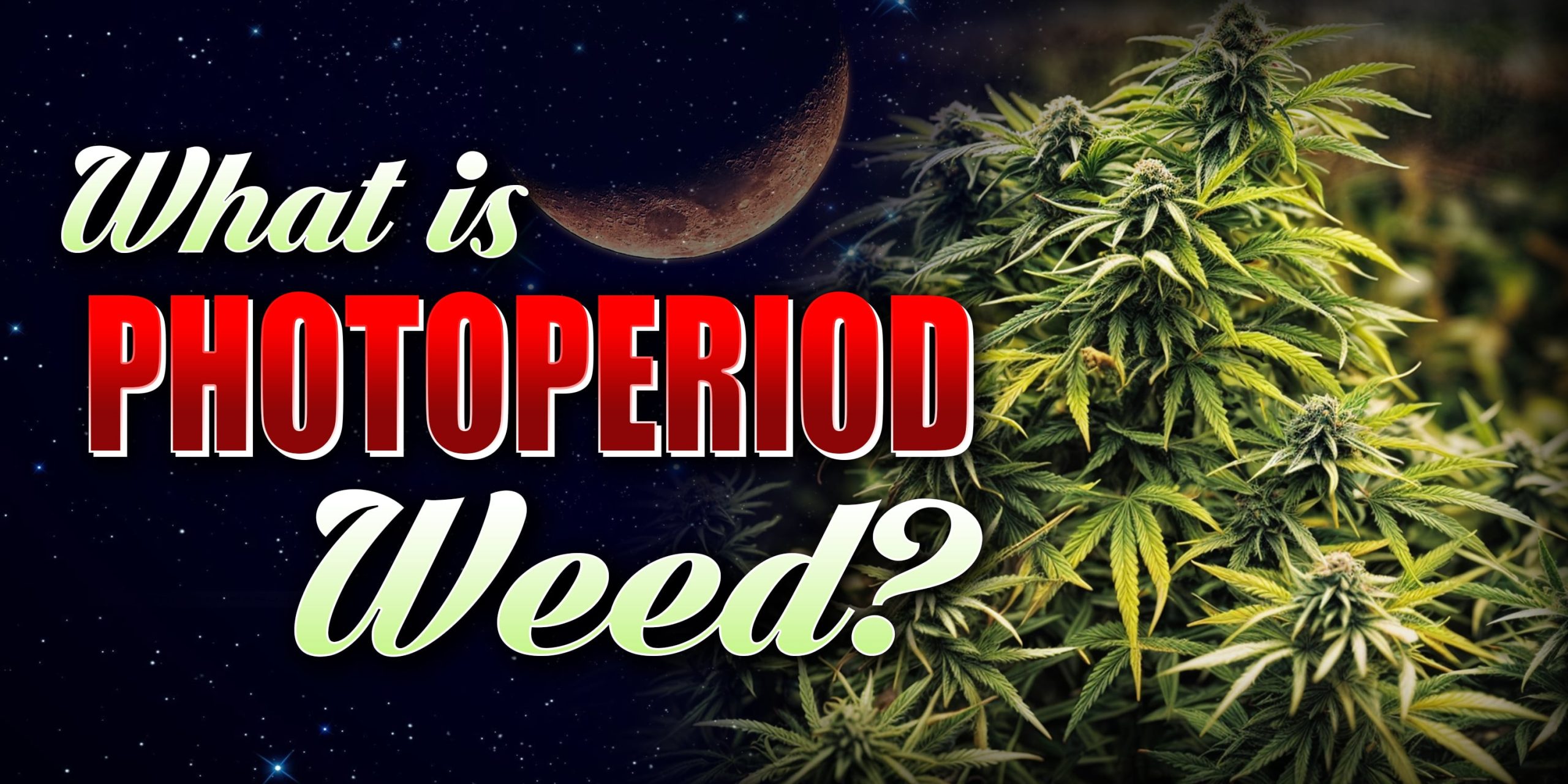 What is Photoperiod Weed?