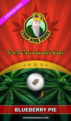 Buy Blueberry Pie Strain Feminized Marijuana Seeds | Crop King Seeds