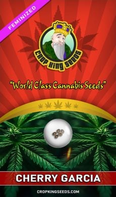 Buy Cherry Garcia Strain Feminized Marijuana Seeds | Crop King Seeds