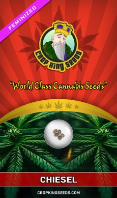 Chiesel Strain Feminized