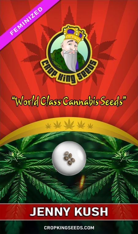 Buy Jenny Kush Feminized Marijuana Seeds | Crop King Seeds