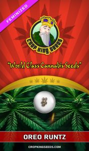 Buy Oreo Runtz Strain Feminized Marijuana Seeds | Crop King Seeds