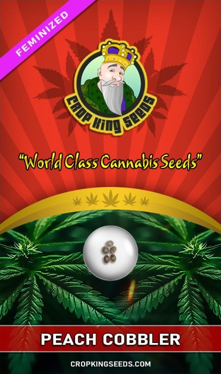 Buy Peach Cobbler Strain Feminized Marijuana Seeds | Crop King Seeds