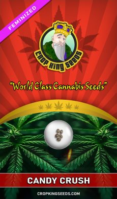 Candy Crush Strain Feminized