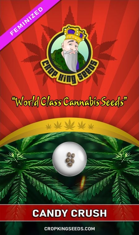 Candy Crush Strain Feminized