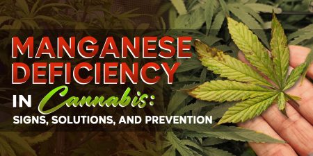 Manganese Deficiency Weed