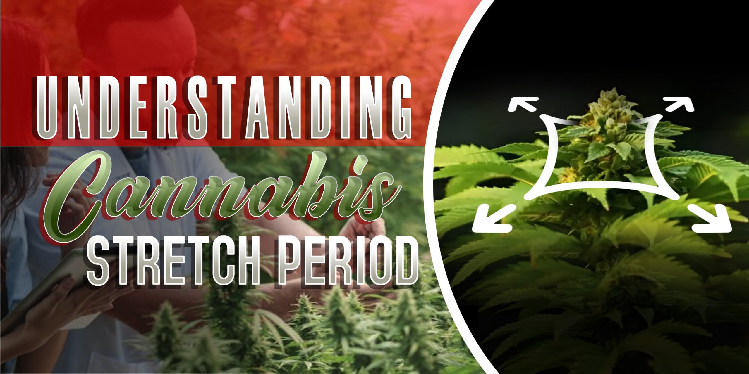 Cannabis Stretch Period