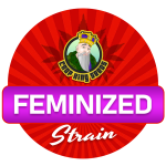 Feminized Cannabis Seeds