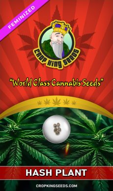 Hash Plant Strain Feminized