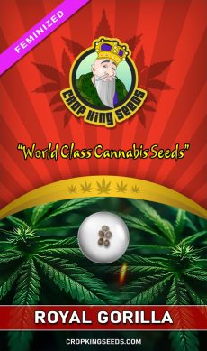 Royal Gorilla Strain Feminized Seeds